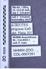 Etiketten zu Agriotes strigosus (Kiesenwetter, 1858) (NHMW-ZOO-COL-0007261)